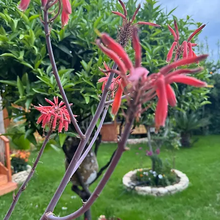 Villa Verde Vlore شقة فندقية فلورا